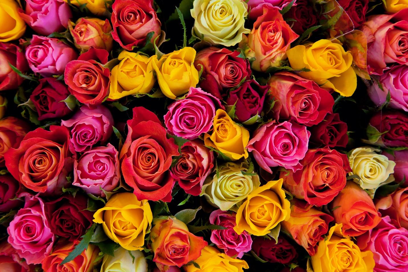 The-Different-Colours-of-Roses-_-What-They-Mean